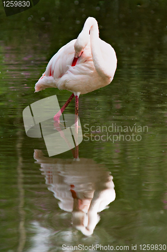 Image of Flamingo