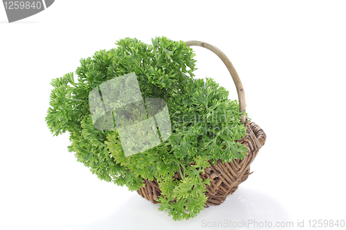 Image of Parsley