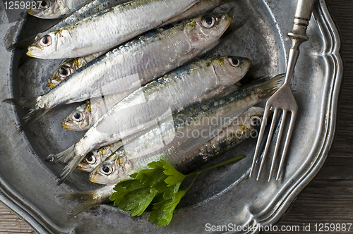 Image of Sardines