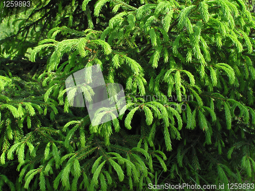 Image of fur tree branches with young runaways