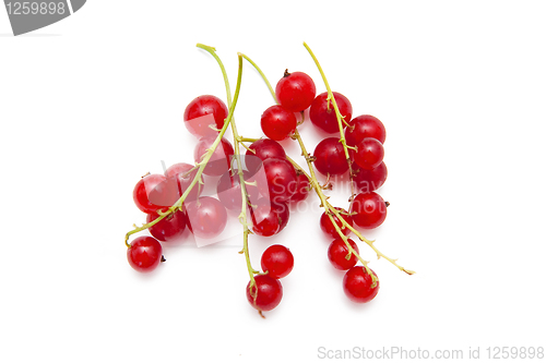 Image of Red currants