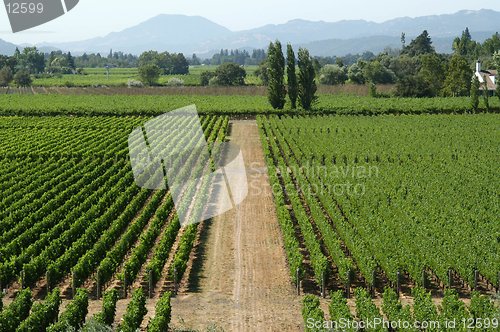 Image of Vineyard