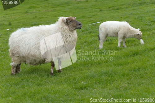 Image of Irish sheep