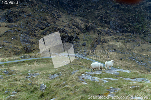 Image of Sheep at Gap of Dunloe