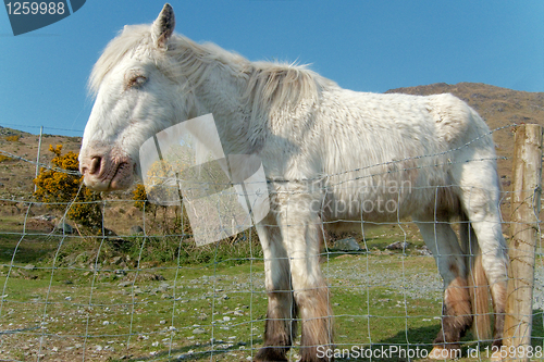 Image of White horse