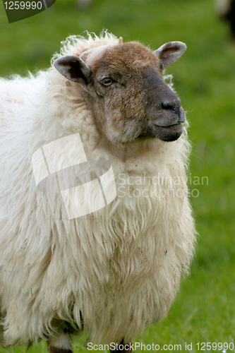 Image of Irish sheep