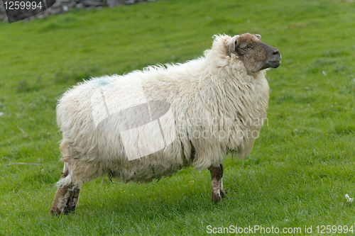 Image of Irish sheep