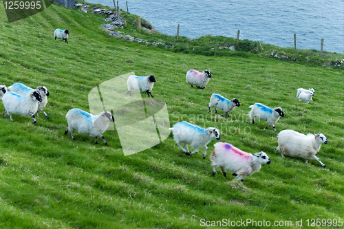 Image of Irish sheep