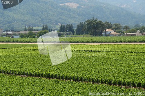 Image of Wineyard