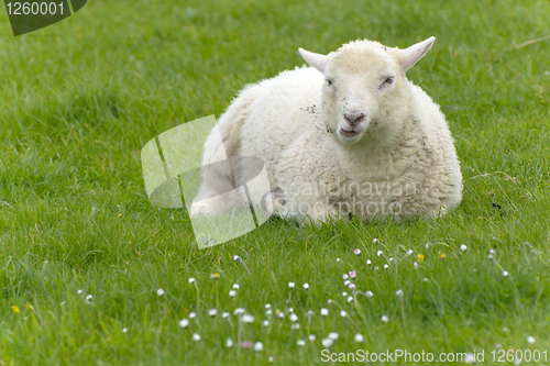 Image of Irish sheep