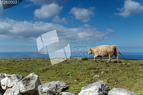 Image of Lonesom cow