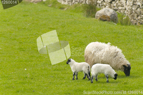 Image of Irish sheep
