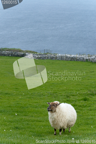 Image of Irish sheep