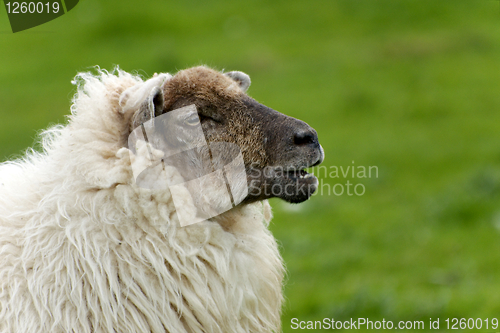 Image of Irish sheep