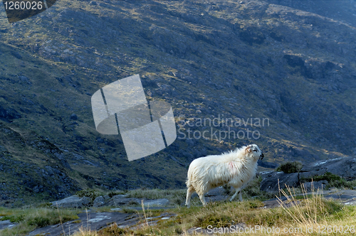 Image of Sheep at Gap of Dunloe