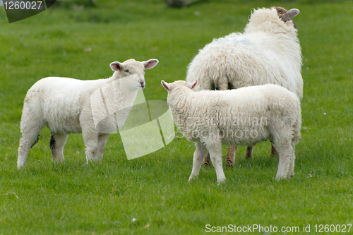 Image of Irish sheep