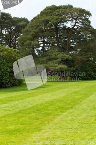 Image of Lawn with trees