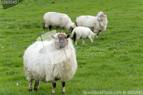 Image of Irish sheep