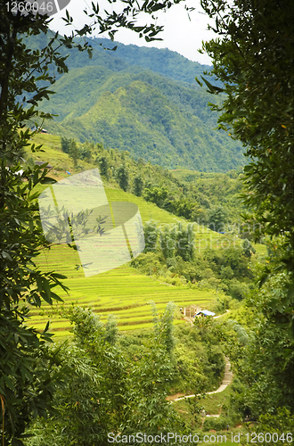 Image of Mountain rice fields