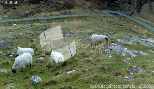 Image of Sheep at Gap of Dunloe