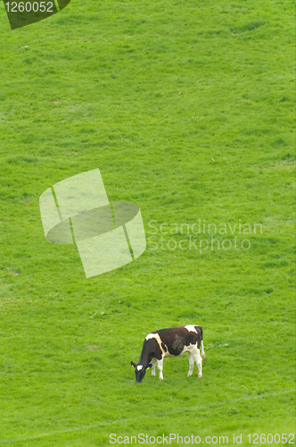 Image of Cow grazing