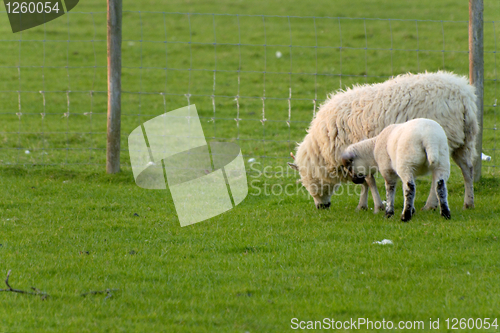 Image of Irish sheep