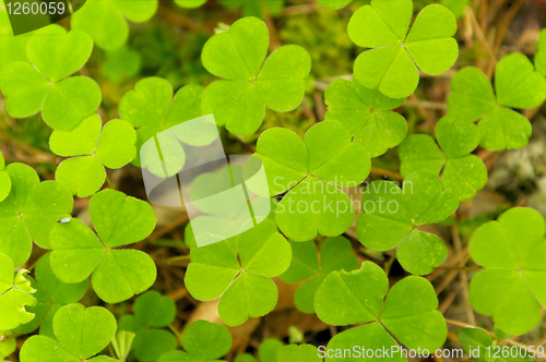 Image of Shamrocks