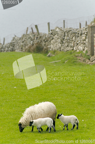 Image of Irish sheep