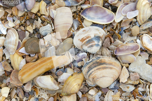 Image of Shells
