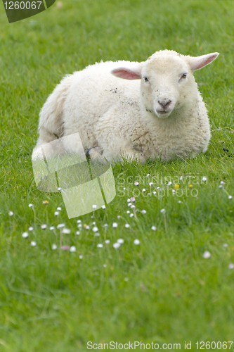 Image of Irish sheep