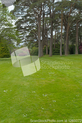 Image of Lawn with trees