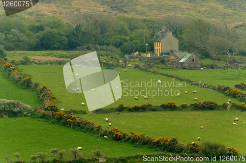 Image of Irish countryside