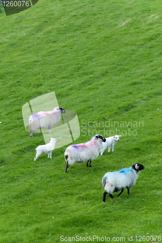 Image of Irish sheep