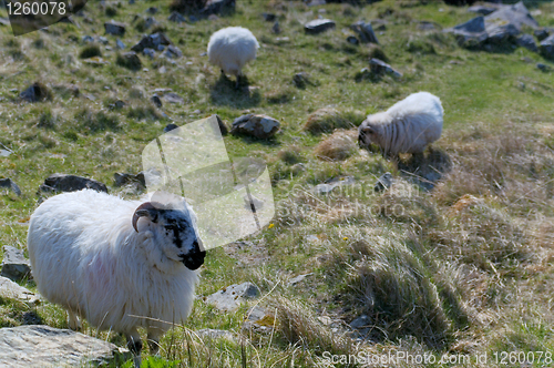 Image of Sheep at Gap of Dunloe