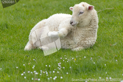 Image of Irish sheep