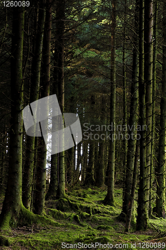 Image of Mossy trees