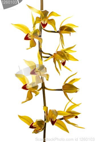 Image of Fresh bright yellow orchid