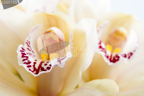 Image of Orchid flower close-up, selective focus 