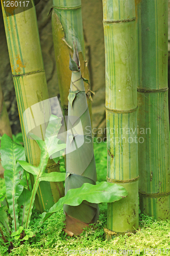 Image of Shoot of Bamboo in the rain forest 