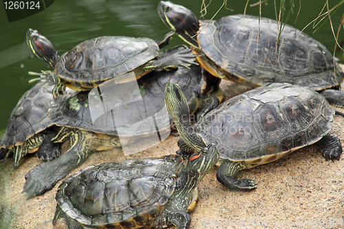 Image of tortoise sitting on stone 