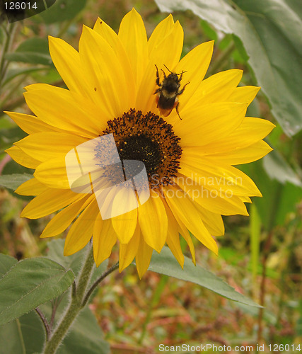 Image of Bee on Sunflower