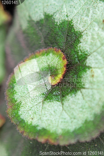 Image of Begonia rex 