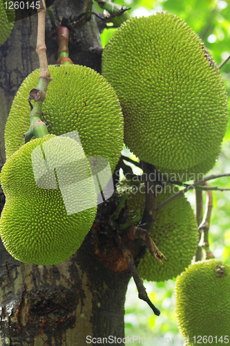 Image of tropical jackfruit 