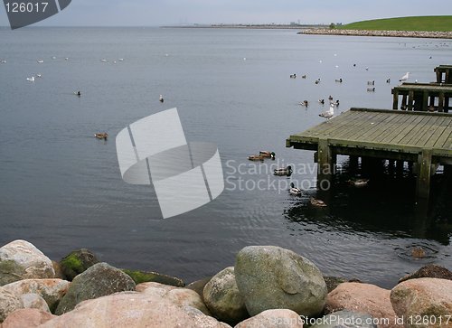 Image of Birds on Bay