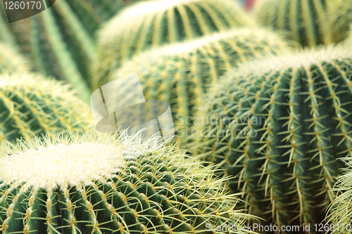 Image of Cactus of sphericity style grows in sand 