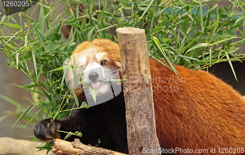 Image of Red Panda