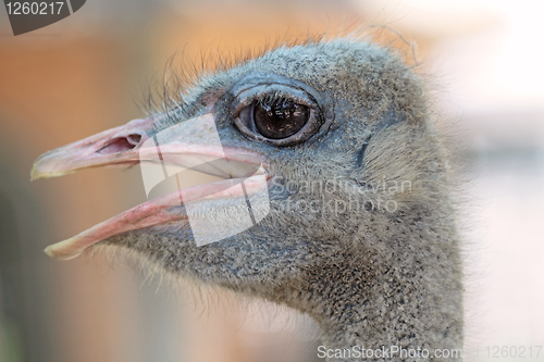 Image of ostrich portrait in the farm, close up, background