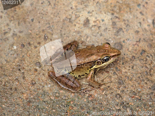 Image of yellow frog sitting