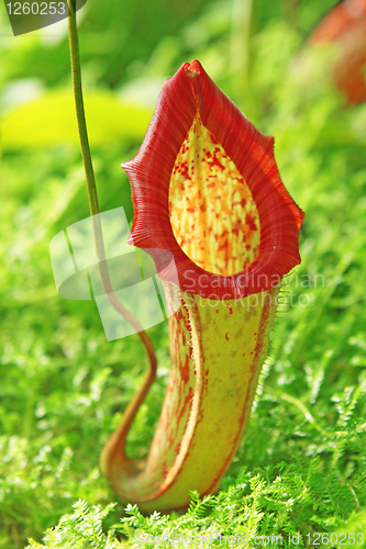 Image of Nepenthe tropical carnivore plant 