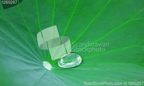 Image of Green Lotus leaf with water drop as background 